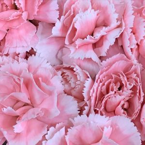 flores rosas para bodas
