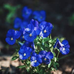 flores azules para bodas